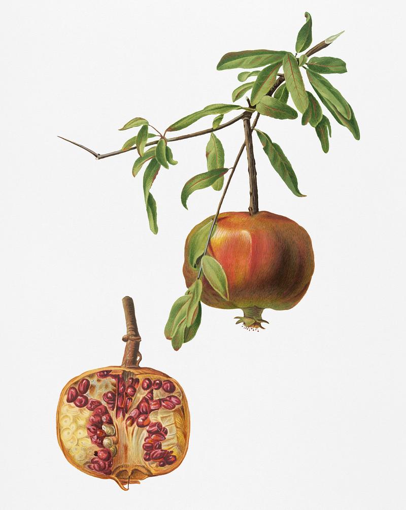 Vintage Illustration of Pomegranate. Vintage Illustration of Pomegranate.