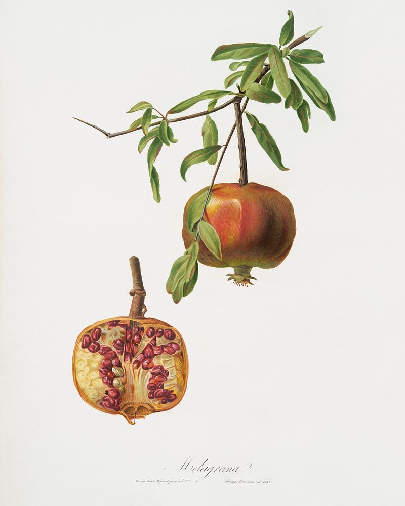Pomegranate (Punica granatum) from Pomona Italiana (1817 - 1839) by Giorgio Gallesio (1772-1839). Original from The New York Public Library. Digitally enhanced by rawpixel. Pomegranate (Punica granatum) from Pomona Italiana (1817 - 1839) by Giorgio Gallesio (1772-1839). Original from The New York…