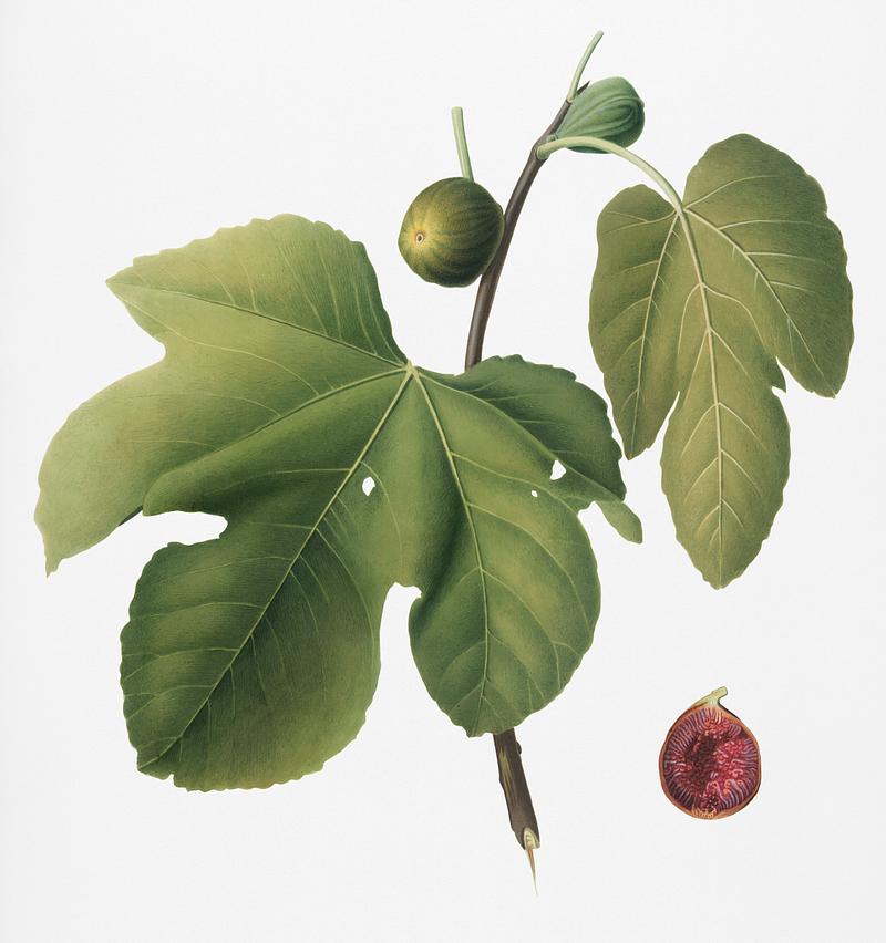 Vintage Illustration of Briansole figs. Vintage Illustration of Briansole figs. - antique, antique book, botanical, botany, briansole figs, core, cut, drawing, ficus…