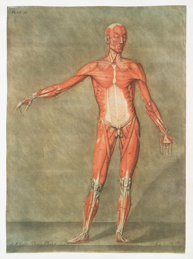 This fascinating collection of anatomical illustrations is created by Arnauld-Eloi Gautier-Dagoty (1741-1771) for the Royal College of Medicine of Nancy in Lorraine, France. Dagoty elegantly depicted muscles of the human body as perceived by scientists in the 18th century with precise details. His illustrations offer us a glimpse of medical practice in the age of enlightenment. Original from The New York Public Library. Digitally enhanced by rawpixel. This fascinating collection of anatomical illustrations is created by Arnauld-Eloi Gautier-Dagoty (1741-1771) for the Royal…