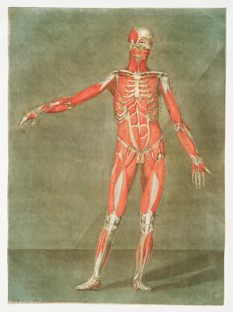This fascinating collection of anatomical illustrations is created by Arnauld-Eloi Gautier-Dagoty (1741-1771) for the Royal College of Medicine of Nancy in Lorraine, France. Dagoty elegantly depicted muscles of the human body as perceived by scientists in the 18th century with precise details. His illustrations offer us a glimpse of medical practice in the age of enlightenment. Original from The New York Public Library. Digitally enhanced by rawpixel. This fascinating collection of anatomical illustrations is created by Arnauld-Eloi Gautier-Dagoty (1741-1771) for the Royal…