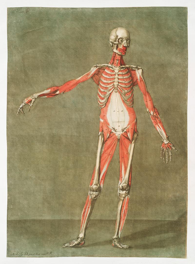 This fascinating collection of anatomical illustrations is created by Arnauld-Eloi Gautier-Dagoty (1741-1771) for the Royal College of Medicine of Nancy in Lorraine, France. Dagoty elegantly depicted muscles of the human body as perceived by scientists in the 18th century with precise details. His illustrations offer us a glimpse of medical practice in the age of enlightenment. Original from The New York Public Library. Digitally enhanced by rawpixel. This fascinating collection of anatomical illustrations is created by Arnauld-Eloi Gautier-Dagoty (1741-1771) for the Royal…