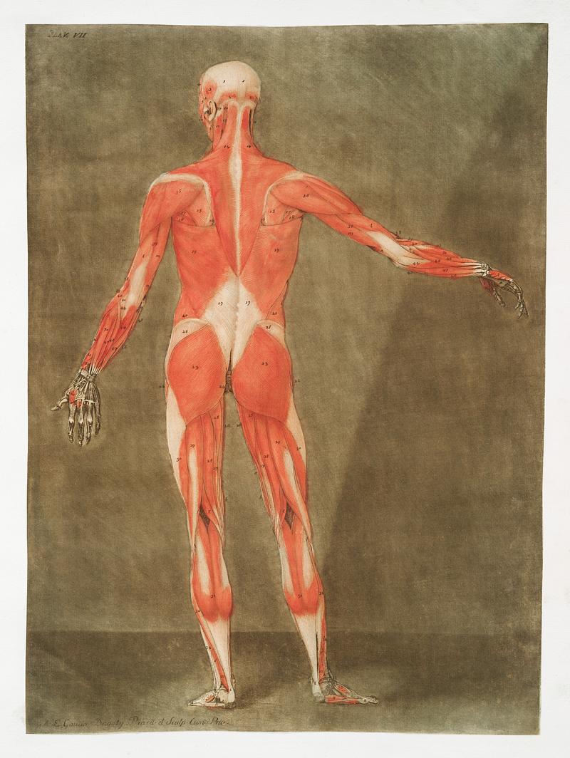 This fascinating collection of anatomical illustrations is created by Arnauld-Eloi Gautier-Dagoty (1741-1771) for the Royal College of Medicine of Nancy in Lorraine, France. Dagoty elegantly depicted muscles of the human body as perceived by scientists in the 18th century with precise details. His illustrations offer us a glimpse of medical practice in the age of enlightenment. Original from The New York Public Library. Digitally enhanced by rawpixel. This fascinating collection of anatomical illustrations is created by Arnauld-Eloi Gautier-Dagoty (1741-1771) for the Royal…