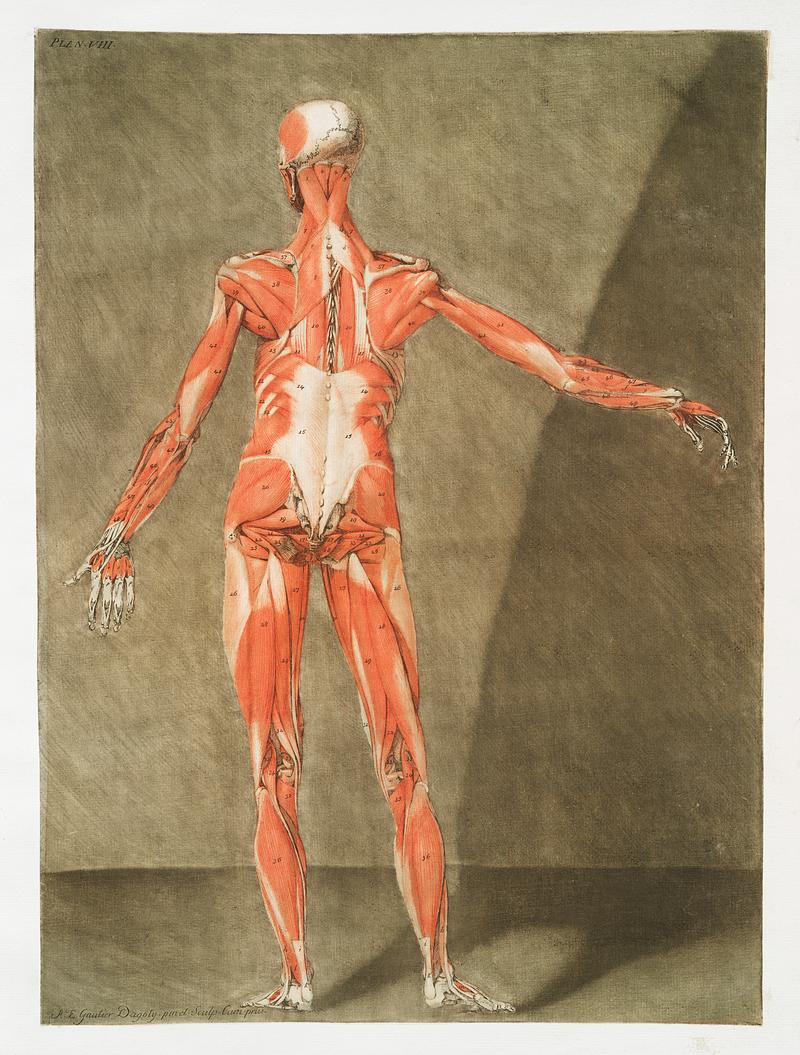 This fascinating collection of anatomical illustrations is created by Arnauld-Eloi Gautier-Dagoty (1741-1771) for the Royal College of Medicine of Nancy in Lorraine, France. Dagoty elegantly depicted muscles of the human body as perceived by scientists in the 18th century with precise details. His illustrations offer us a glimpse of medical practice in the age of enlightenment. Original from The New York Public Library. Digitally enhanced by rawpixel. This fascinating collection of anatomical illustrations is created by Arnauld-Eloi Gautier-Dagoty (1741-1771) for the Royal…