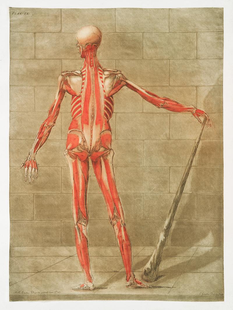 This fascinating collection of anatomical illustrations is created by Arnauld-Eloi Gautier-Dagoty (1741-1771) for the Royal College of Medicine of Nancy in Lorraine, France. Dagoty elegantly depicted muscles of the human body as perceived by scientists in the 18th century with precise details. His illustrations offer us a glimpse of medical practice in the age of enlightenment. Original from The New York Public Library. Digitally enhanced by rawpixel. This fascinating collection of anatomical illustrations is created by Arnauld-Eloi Gautier-Dagoty (1741-1771) for the Royal…