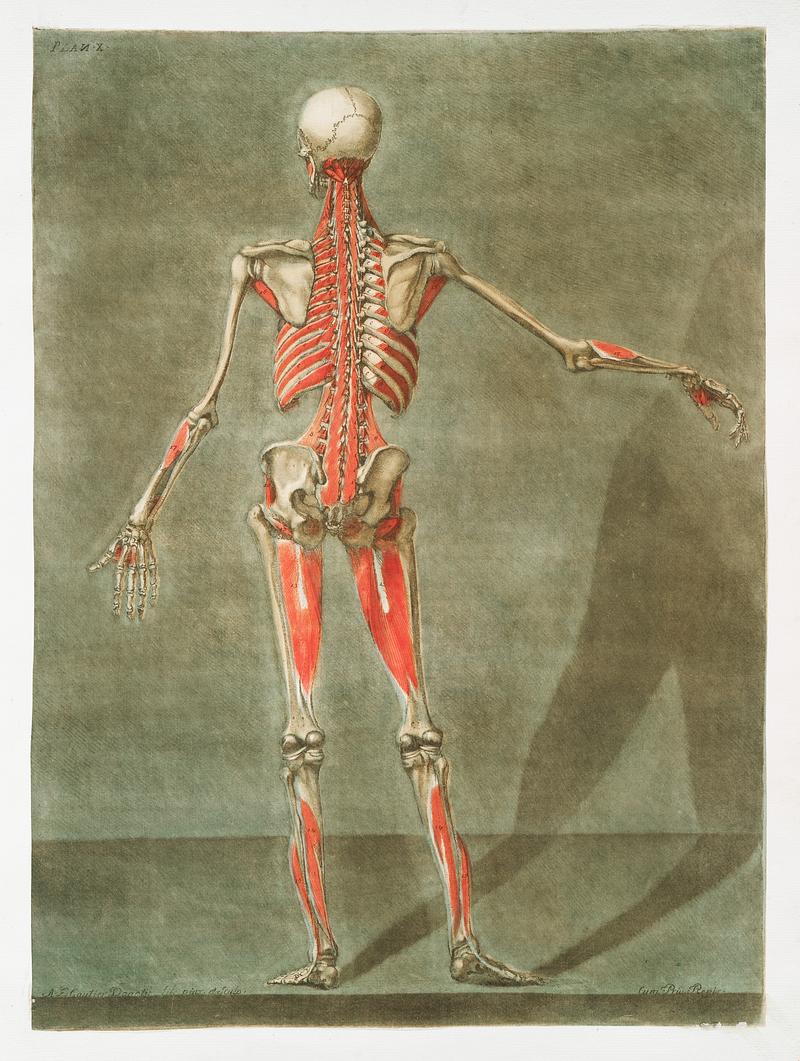 This fascinating collection of anatomical illustrations is created by Arnauld-Eloi Gautier-Dagoty (1741-1771) for the Royal College of Medicine of Nancy in Lorraine, France. Dagoty elegantly depicted muscles of the human body as perceived by scientists in the 18th century with precise details. His illustrations offer us a glimpse of medical practice in the age of enlightenment. Original from The New York Public Library. Digitally enhanced by rawpixel. This fascinating collection of anatomical illustrations is created by Arnauld-Eloi Gautier-Dagoty (1741-1771) for the Royal…