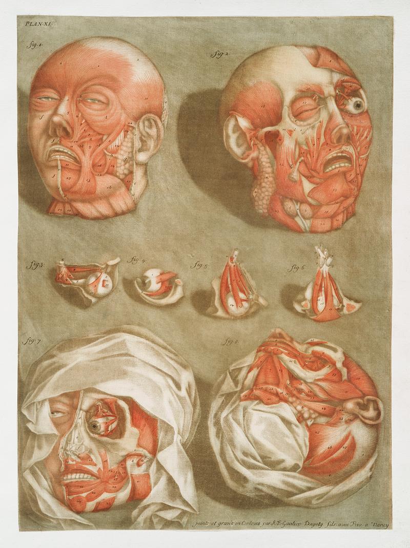 This fascinating collection of anatomical illustrations is created by Arnauld-Eloi Gautier-Dagoty (1741-1771) for the Royal College of Medicine of Nancy in Lorraine, France. Dagoty elegantly depicted muscles of the human body as perceived by scientists in the 18th century with precise details. His illustrations offer us a glimpse of medical practice in the age of enlightenment. Original from The New York Public Library. Digitally enhanced by rawpixel. This fascinating collection of anatomical illustrations is created by Arnauld-Eloi Gautier-Dagoty (1741-1771) for the Royal…