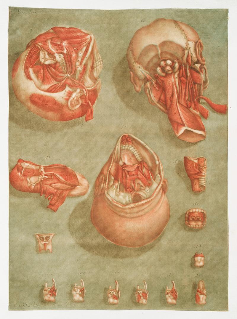 This fascinating collection of anatomical illustrations is created by Arnauld-Eloi Gautier-Dagoty (1741-1771) for the Royal College of Medicine of Nancy in Lorraine, France. Dagoty elegantly depicted muscles of the human body as perceived by scientists in the 18th century with precise details. His illustrations offer us a glimpse of medical practice in the age of enlightenment. Original from The New York Public Library. Digitally enhanced by rawpixel. This fascinating collection of anatomical illustrations is created by Arnauld-Eloi Gautier-Dagoty (1741-1771) for the Royal…