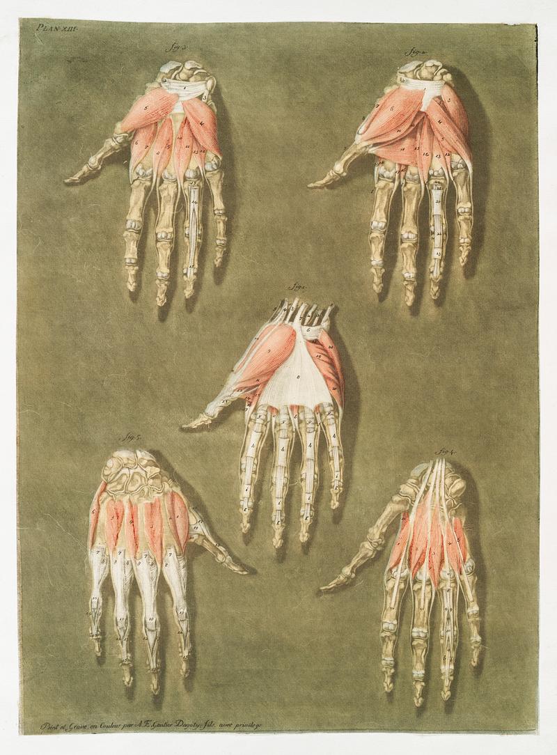 This fascinating collection of anatomical illustrations is created by Arnauld-Eloi Gautier-Dagoty (1741-1771) for the Royal College of Medicine of Nancy in Lorraine, France. Dagoty elegantly depicted muscles of the human body as perceived by scientists in the 18th century with precise details. His illustrations offer us a glimpse of medical practice in the age of enlightenment. Original from The New York Public Library. Digitally enhanced by rawpixel. This fascinating collection of anatomical illustrations is created by Arnauld-Eloi Gautier-Dagoty (1741-1771) for the Royal…