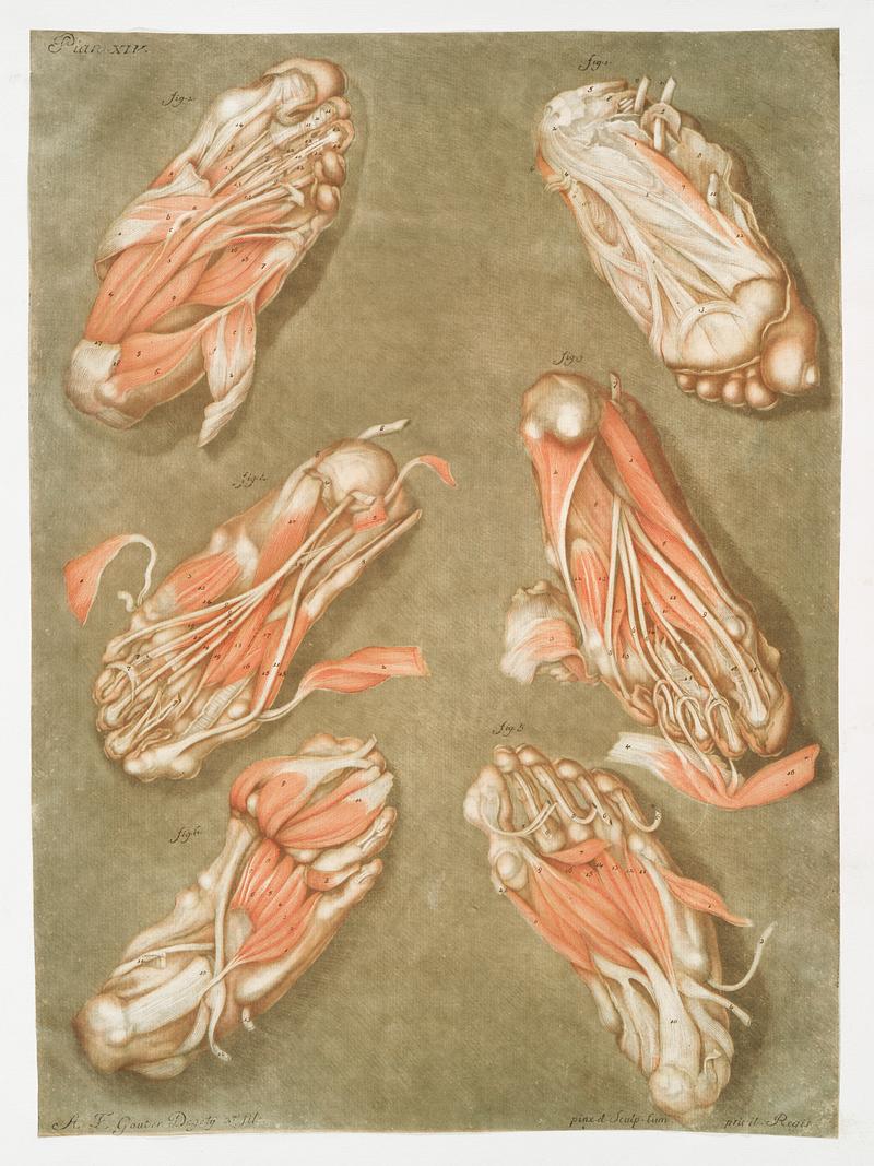 This fascinating collection of anatomical illustrations is created by Arnauld-Eloi Gautier-Dagoty (1741-1771) for the Royal College of Medicine of Nancy in Lorraine, France. Dagoty elegantly depicted muscles of the human body as perceived by scientists in the 18th century with precise details. His illustrations offer us a glimpse of medical practice in the age of enlightenment. Original from The New York Public Library. Digitally enhanced by rawpixel. This fascinating collection of anatomical illustrations is created by Arnauld-Eloi Gautier-Dagoty (1741-1771) for the Royal…