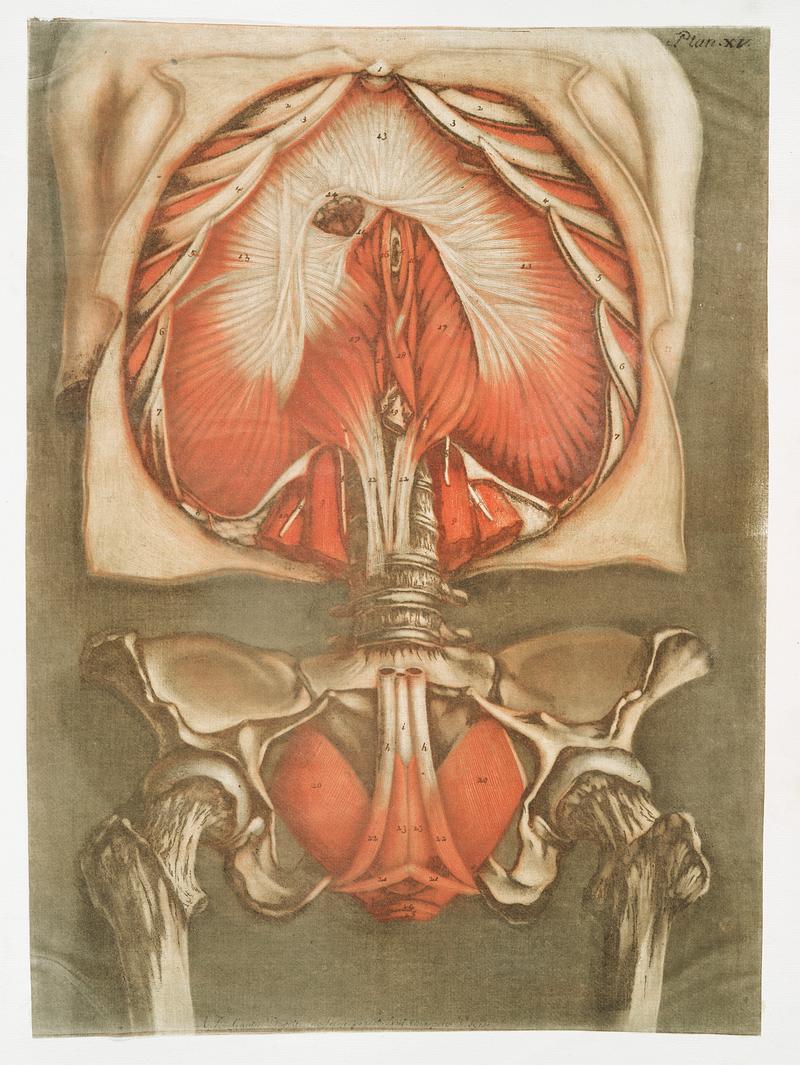 This fascinating collection of anatomical illustrations is created by Arnauld-Eloi Gautier-Dagoty (1741-1771) for the Royal College of Medicine of Nancy in Lorraine, France. Dagoty elegantly depicted muscles of the human body as perceived by scientists in the 18th century with precise details. His illustrations offer us a glimpse of medical practice in the age of enlightenment. Original from The New York Public Library. Digitally enhanced by rawpixel. This fascinating collection of anatomical illustrations is created by Arnauld-Eloi Gautier-Dagoty (1741-1771) for the Royal…