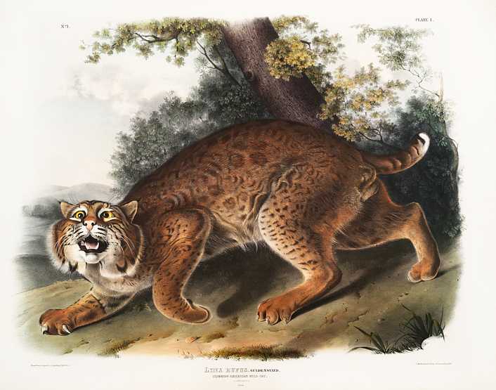 American wild cat (Lynx rufus) from the viviparous quadrupeds of North America (1845) illustrated by John Woodhouse Audubon (1812-1862) American wild cat (Lynx rufus) from the viviparous quadrupeds of North America (1845) illustrated by John Woodhouse Audubon…