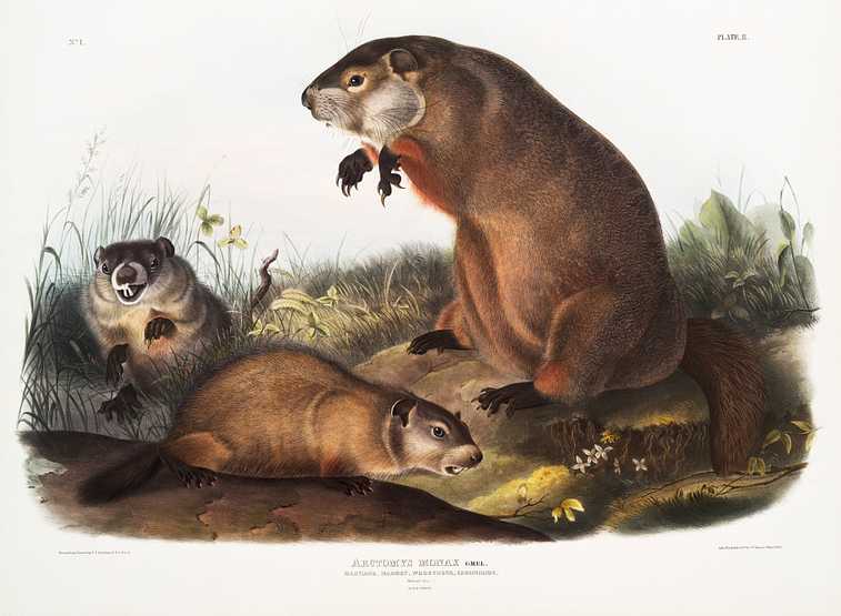 Woodchuck (Arctomys monax) from the viviparous quadrupeds of North America (1845) illustrated by John Woodhouse Audubon (1812-1862) Woodchuck (Arctomys monax) from the viviparous quadrupeds of North America (1845) illustrated by John Woodhouse Audubon (1812…