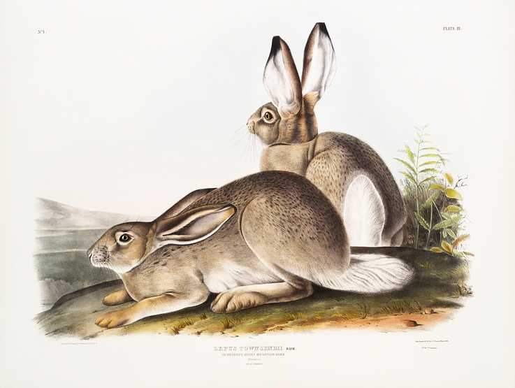 Townsend's Rocky Mountain Hare (Lepus Townsendii) from the viviparous quadrupeds of North America (1845) illustrated by John Woodhouse Audubon (1812-1862) Townsend's Rocky Mountain Hare (Lepus Townsendii) from the viviparous quadrupeds of North America (1845) illustrated by John…