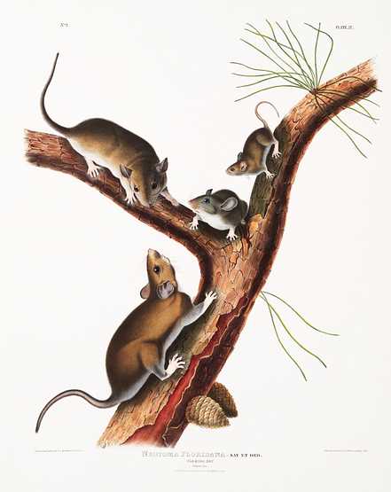Florida Rat (Neotoma Floridana) from the viviparous quadrupeds of North America (1845) illustrated by John Woodhouse Audubon (1812-1862) Florida Rat (Neotoma Floridana) from the viviparous quadrupeds of North America (1845) illustrated by John Woodhouse Audubon…