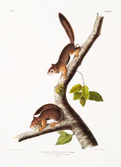 Richardson's Columbian Squirrel (Sciurus Richardsonii) from the viviparous quadrupeds of North America (1845) illustrated by John Woodhouse Audubon (1812-1862) Richardson's Columbian Squirrel (Sciurus Richardsonii) from the viviparous quadrupeds of North America (1845) illustrated by…