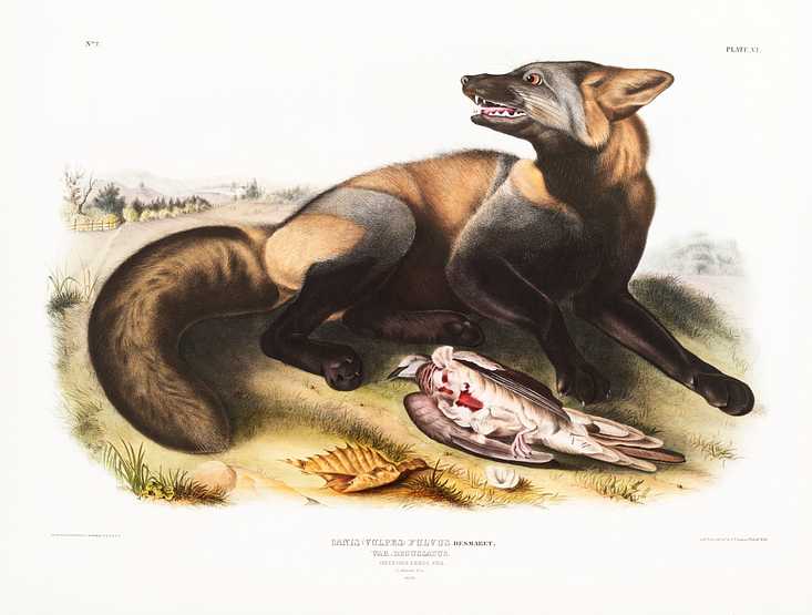 American Cross-Fox (Canis vulpes) from the viviparous quadrupeds of North America (1845) illustrated by John Woodhouse Audubon (1812-1862) American Cross-Fox (Canis vulpes) from the viviparous quadrupeds of North America (1845) illustrated by John Woodhouse…