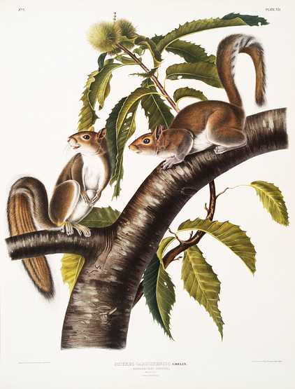 Carolina Grey Squirrel (Sciurus Carolinensis) from the viviparous quadrupeds of North America (1845) illustrated by John Woodhouse Audubon (1812-1862) Carolina Grey Squirrel (Sciurus Carolinensis) from the viviparous quadrupeds of North America (1845) illustrated by John…