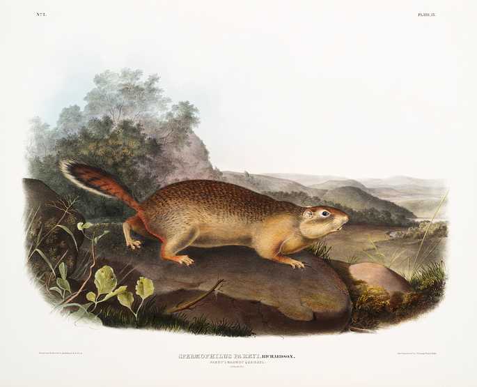 Parry's Marmot Squirrel (Spermophilus Parryi) from the viviparous quadrupeds of North America (1845) illustrated by John Woodhouse Audubon (1812-1862) Parry's Marmot Squirrel (Spermophilus Parryi) from the viviparous quadrupeds of North America (1845) illustrated by John…
