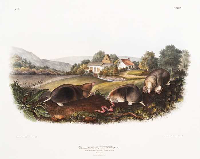 American Shrew Mole (Scallops aquaticus) from the viviparous quadrupeds of North America (1845) illustrated by John Woodhouse Audubon (1812-1862) American Shrew Mole (Scallops aquaticus) from the viviparous quadrupeds of North America (1845) illustrated by John Woodhouse…