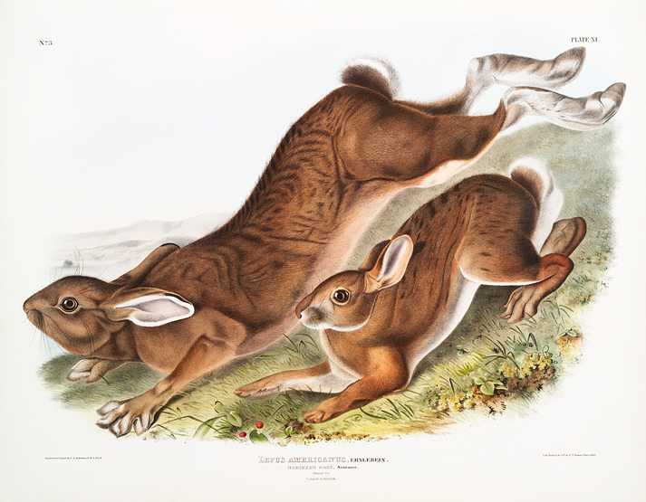 Northern Hare (Lepus Americanus) from the viviparous quadrupeds of North America (1845) illustrated by John Woodhouse Audubon (1812-1862) Northern Hare (Lepus Americanus) from the viviparous quadrupeds of North America (1845) illustrated by John Woodhouse Audubon…
