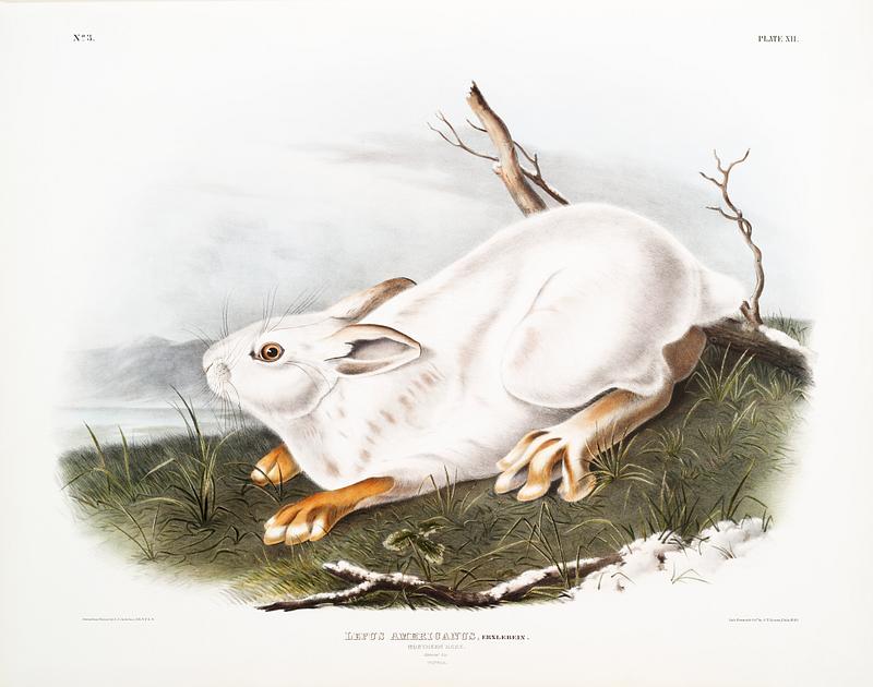 Northern Hare in winter (Lepus Americanus) from the viviparous quadrupeds of North America (1845) illustrated by John Woodhouse Audubon (1812-1862). Original from The New York Public Library. Digitally enhanced by rawpixel. Northern Hare in winter (Lepus Americanus) from the viviparous quadrupeds of North America (1845) illustrated by John…