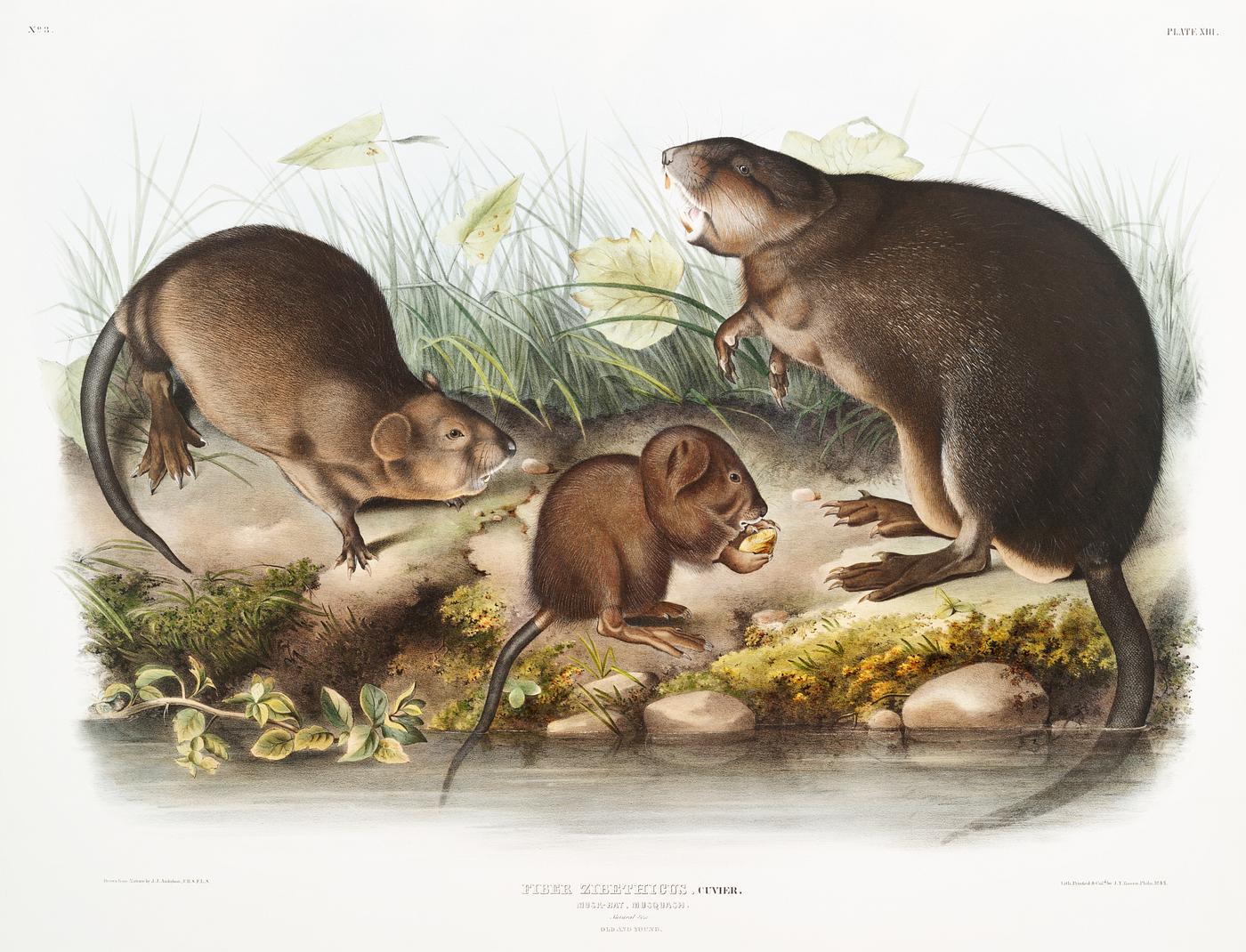 Musk-Rat, Musquash (Fiber Zibethicus) from the viviparous quadrupeds of North America (1845) illustrated by John Woodhouse... Musk-Rat, Musquash (Fiber Zibethicus) from the viviparous quadrupeds of North America (1845) illustrated by John Woodhouse...