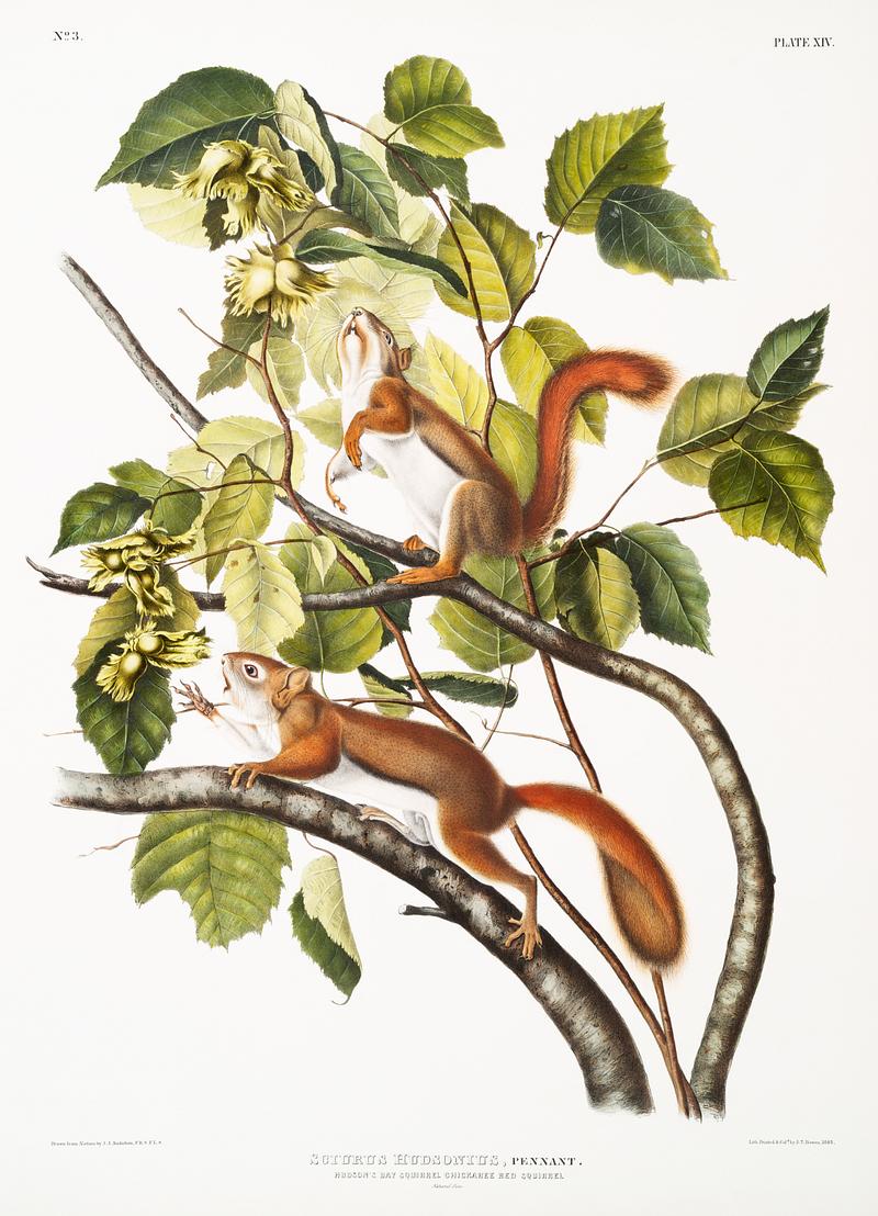 Hudson's Bay Squirrel, Chickaree Red Squirrel (Sciurus Hudsonius) from the viviparous quadrupeds of North America (1845) illustrated by John Woodhouse Audubon (1812-1862). Original from The New York Public Library. Digitally enhanced by rawpixel. Hudson's Bay Squirrel, Chickaree Red Squirrel (Sciurus Hudsonius) from the viviparous quadrupeds of North America (1845)…