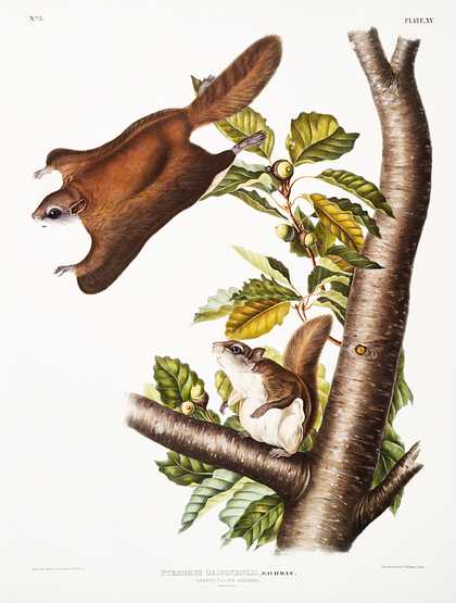 Oregon Flying Squirrel (Pteromys Origonensis) from the viviparous quadrupeds of North America (1845) illustrated by John Woodhouse Audubon (1812-1862) Oregon Flying Squirrel (Pteromys Origonensis) from the viviparous quadrupeds of North America (1845) illustrated by John…