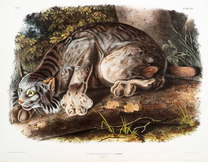 Canada Lynx (Lynx Canadensis) from the viviparous quadrupeds of North America (1845) illustrated by John Woodhouse Audubon (1812-1862) Canada Lynx (Lynx Canadensis) from the viviparous quadrupeds of North America (1845) illustrated by John Woodhouse Audubon…