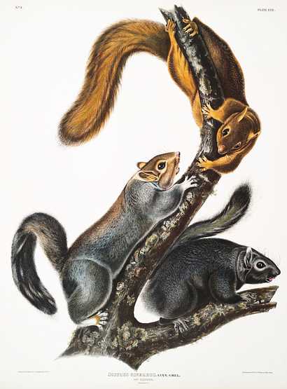 Cat Squirrel (Sciurus cinereus) from the viviparous quadrupeds of North America (1845) illustrated by John Woodhouse Audubon (1812-1862) Cat Squirrel (Sciurus cinereus) from the viviparous quadrupeds of North America (1845) illustrated by John Woodhouse Audubon…