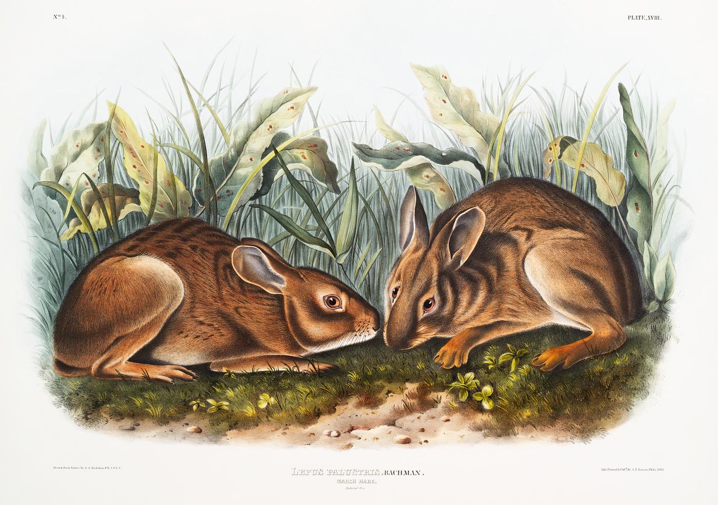 Marsh Hare (Lepus palustris) from the viviparous quadrupeds of North America (1845) illustrated by John Woodhouse Audubon (... Marsh Hare (Lepus palustris) from the viviparous quadrupeds of North America (1845) illustrated by John Woodhouse Audubon (...
