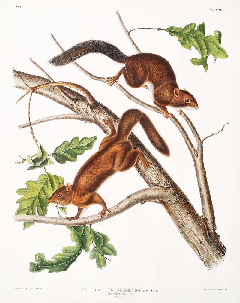 Soft-haired Squirrel (Sciurus mollipilosus) from the viviparous quadrupeds of North America (1845) illustrated by John Woodhouse Audubon (1812-1862). Original from The New York Public Library. Digitally enhanced by rawpixel. Soft-haired Squirrel (Sciurus mollipilosus) from the viviparous quadrupeds of North America (1845) illustrated by John…