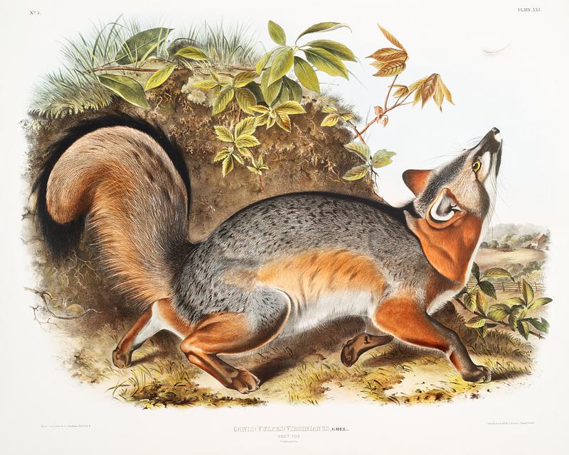 Grey Fox (Canis Virginianus) from the viviparous quadrupeds of North America (1845) illustrated by John Woodhouse Audubon (1812-1862). Original from The New York Public Library. Digitally enhanced by rawpixel. Grey Fox (Canis Virginianus) from the viviparous quadrupeds of North America (1845) illustrated by John Woodhouse Audubon…