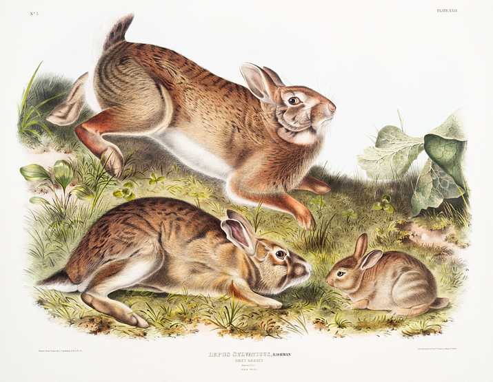 Grey Rabbit (Lepus Sylvaticus) from the viviparous quadrupeds of North America (1845) illustrated by John Woodhouse Audubon (1812-1862) Grey Rabbit (Lepus Sylvaticus) from the viviparous quadrupeds of North America (1845) illustrated by John Woodhouse Audubon…