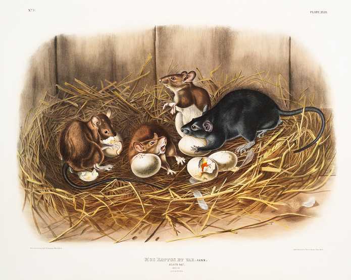 Black Rat (Mus Rattus et var) from the viviparous quadrupeds of North America (1845) illustrated by John Woodhouse Audubon (1812-1862) Black Rat (Mus Rattus et var) from the viviparous quadrupeds of North America (1845) illustrated by John Woodhouse Audubon…