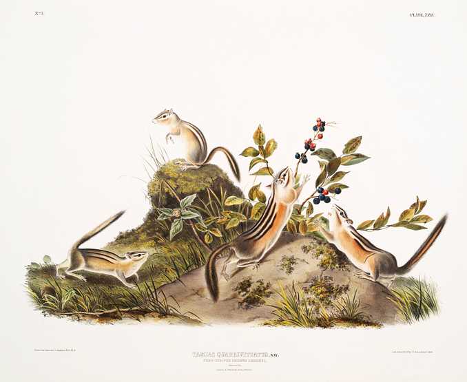 Four-striped Ground Squirrel (Tamias quadrivitatus) from the viviparous quadrupeds of North America (1845) illustrated by John Woodhouse Audubon (1812-1862) Four-striped Ground Squirrel (Tamias quadrivitatus) from the viviparous quadrupeds of North America (1845) illustrated by…