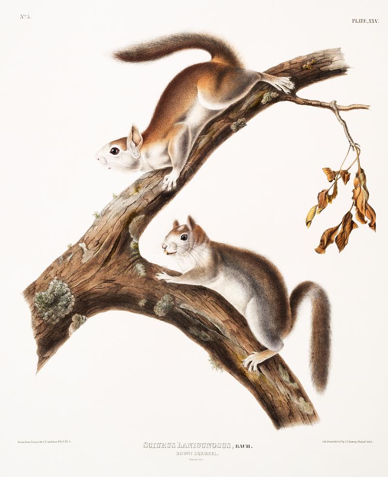 Downy Squirrel (Sciurus Lanigunosus) from the viviparous quadrupeds of North America (1845) illustrated by John Woodhouse Audubon (1812-1862). Original from The New York Public Library. Digitally enhanced by rawpixel. Downy Squirrel (Sciurus Lanigunosus) from the viviparous quadrupeds of North America (1845) illustrated by John Woodhouse…