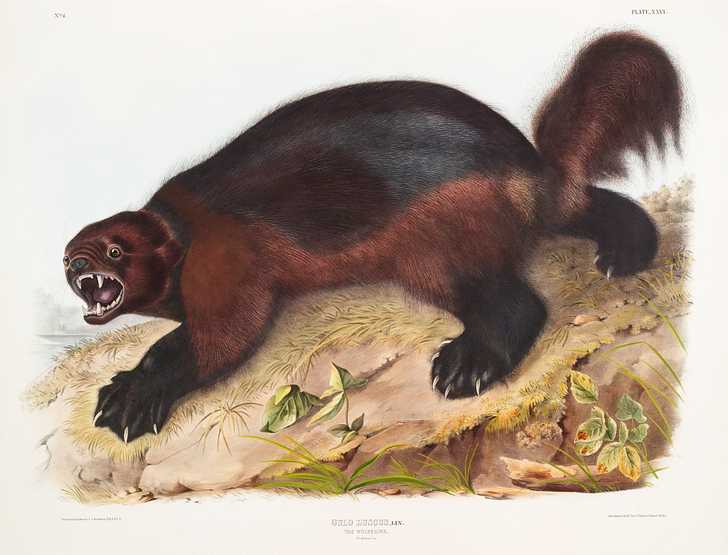 Wolverine (Gulo luscus) from the viviparous quadrupeds of North America (1845) illustrated by John Woodhouse Audubon (1812-1862) Wolverine (Gulo luscus) from the viviparous quadrupeds of North America (1845) illustrated by John Woodhouse Audubon (1812…
