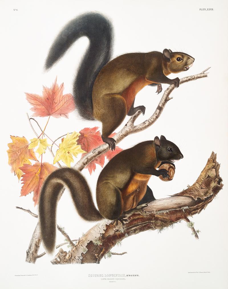 Long-haired Squirrel (Sciurus longipilis) from the viviparous quadrupeds of North America (1845) illustrated by John Woodhouse Audubon (1812-1862). Original from The New York Public Library. Digitally enhanced by rawpixel. Long-haired Squirrel (Sciurus longipilis) from the viviparous quadrupeds of North America (1845) illustrated by John…