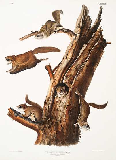 Flying Squirrel (Pteromys volucella) from the viviparous quadrupeds of North America (1845) illustrated by John Woodhouse Audubon (1812-1862) Flying Squirrel (Pteromys volucella) from the viviparous quadrupeds of North America (1845) illustrated by John Woodhouse…