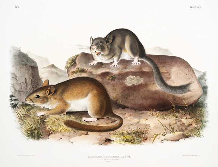 Rocky Mountain Neotoma (Neotoma Drummondii) from the viviparous quadrupeds of North America (1845) illustrated by John Woodhouse Audubon (1812-1862) Rocky Mountain Neotoma (Neotoma Drummondii) from the viviparous quadrupeds of North America (1845) illustrated by John…