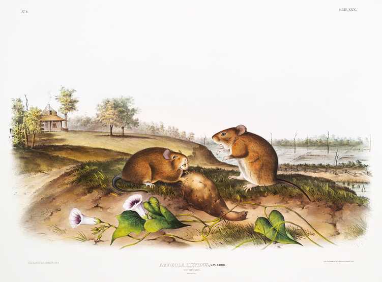 Cotton Rat (Arvicola hispidus) from the viviparous quadrupeds of North America (1845) illustrated by John Woodhouse Audubon (1812-1862) Cotton Rat (Arvicola hispidus) from the viviparous quadrupeds of North America (1845) illustrated by John Woodhouse Audubon…
