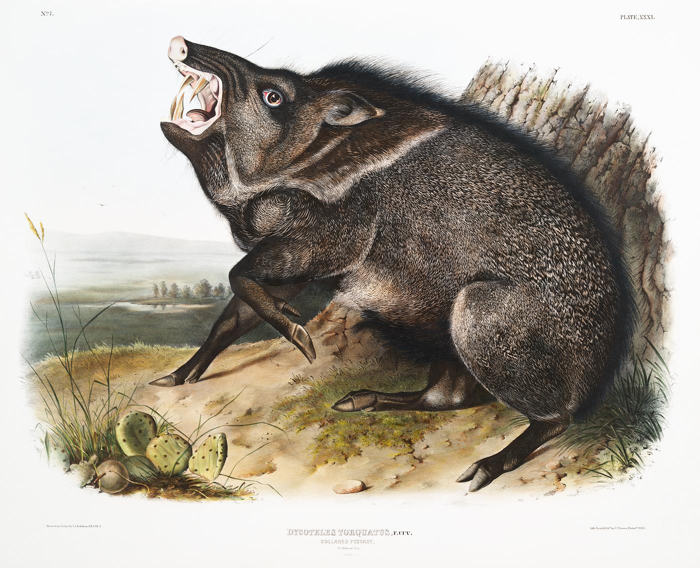 Collared Peccary (Dycoteles torquatus) from the viviparous quadrupeds of North America (1845) illustrated by John Woodhouse... Collared Peccary (Dycoteles torquatus) from the viviparous quadrupeds of North America (1845) illustrated by John Woodhouse...