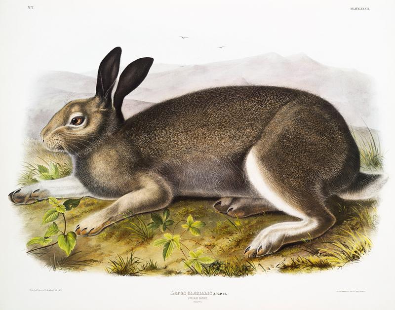Polar Hare (Lepus glacialis) from the viviparous quadrupeds of North America (1845) illustrated by John Woodhouse Audubon (1812-1862). Original from The New York Public Library. Digitally enhanced by rawpixel. Polar Hare (Lepus glacialis) from the viviparous quadrupeds of North America (1845) illustrated by John Woodhouse Audubon…