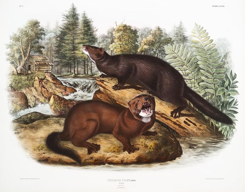 Mink (Putorius vison) from the viviparous quadrupeds of North America (1845) illustrated by John Woodhouse Audubon (1812-1862). Original from The New York Public Library. Digitally enhanced by rawpixel. Mink (Putorius vison) from the viviparous quadrupeds of North America (1845) illustrated by John Woodhouse Audubon (1812…