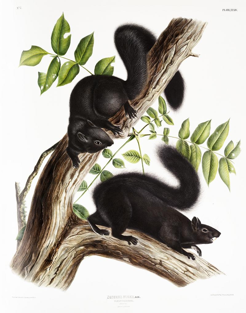 Black Squirrel (Sciurus niger) from the viviparous quadrupeds of North America (1845) illustrated by John Woodhouse Audubon (1812-1862). Original from The New York Public Library. Digitally enhanced by rawpixel. Black Squirrel (Sciurus niger) from the viviparous quadrupeds of North America (1845) illustrated by John Woodhouse Audubon…