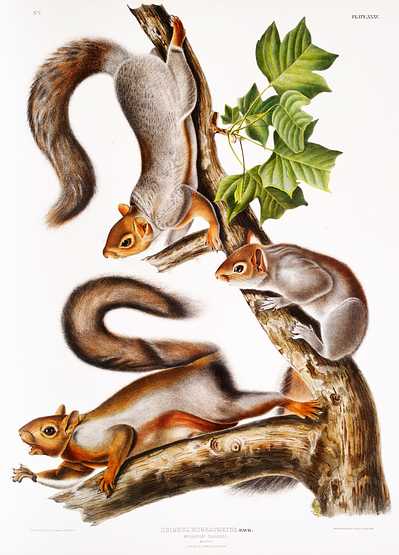 Migratory Squirrel (Sciurus migratorius) from the viviparous quadrupeds of North America (1845) illustrated by John Woodhouse Audubon (1812-1862) Migratory Squirrel (Sciurus migratorius) from the viviparous quadrupeds of North America (1845) illustrated by John Woodhouse…