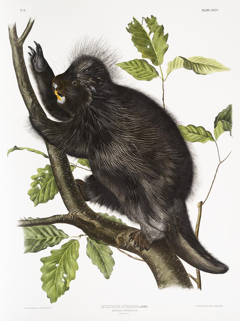 Canada Porcupine (Nystrix dorsata) from the viviparous quadrupeds of North America (1845) illustrated by John Woodhouse Audubon (1812-1862). Original from The New York Public Library. Digitally enhanced by rawpixel. Canada Porcupine (Nystrix dorsata) from the viviparous quadrupeds of North America (1845) illustrated by John Woodhouse…