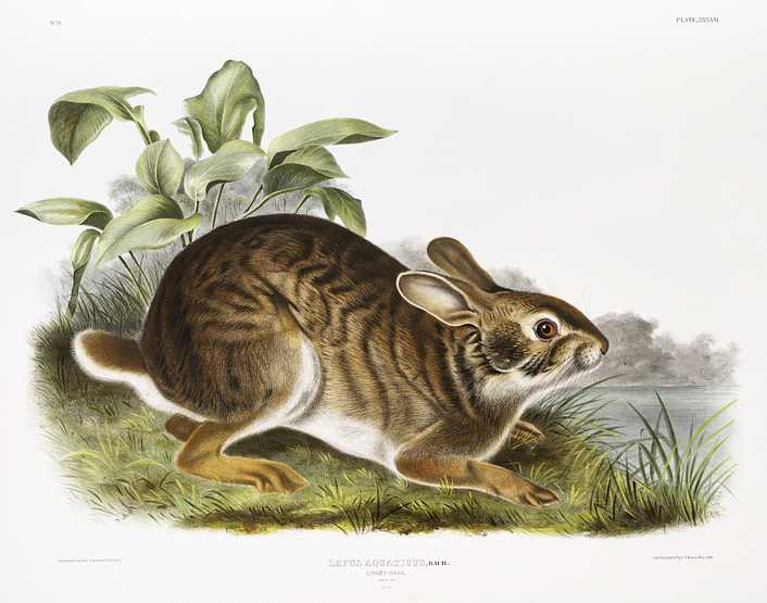 Swamp Hare (Lepus aquaticus) from the viviparous quadrupeds of North America (1845) illustrated by John Woodhouse Audubon (1812-1862) Swamp Hare (Lepus aquaticus) from the viviparous quadrupeds of North America (1845) illustrated by John Woodhouse Audubon…